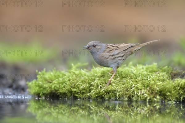 Dunnock (Prunella modularis) at a waterhole, Netherlands