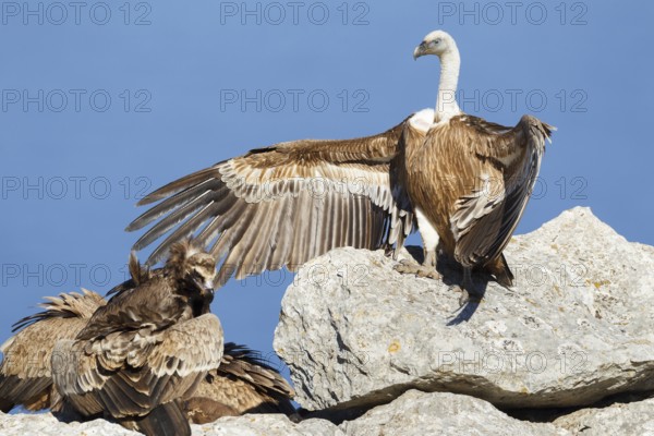 Griffon Vulture & Cinereous Vulture (Gyps fulvus & Aegypius monachus), Mallorca, Spain