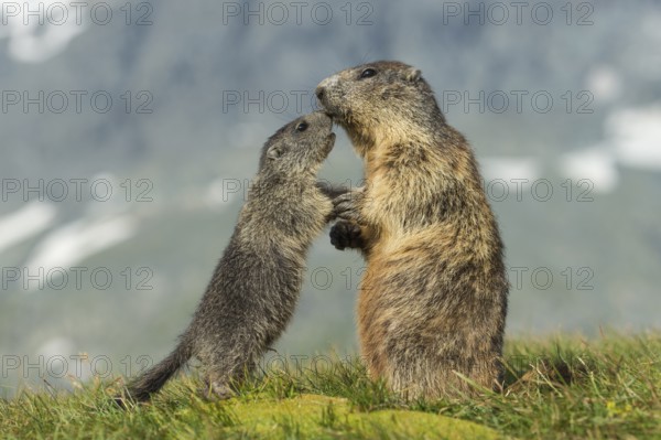 Alpine Marmot (Marmota marmota) adult with young, High Tauern National Park, Carinthia, Austria