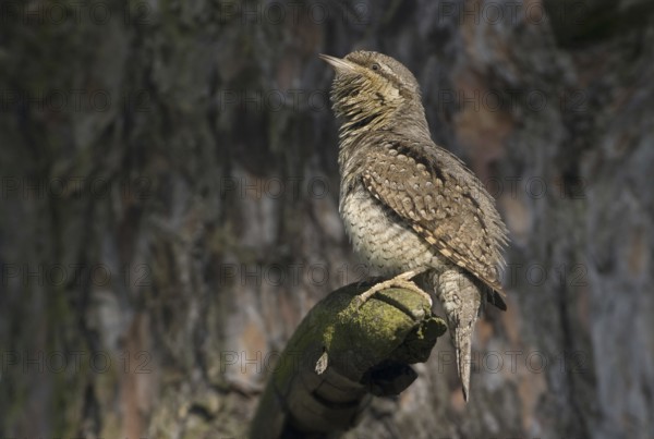 Eurasian Wryneck (Jynx torquilla), Saxony, Germany