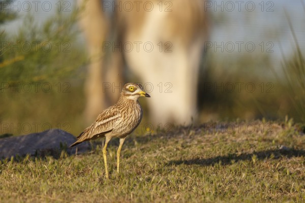 Eurasian Stone-curlew (Burhinus oedicnemus), Mallorca, Spain