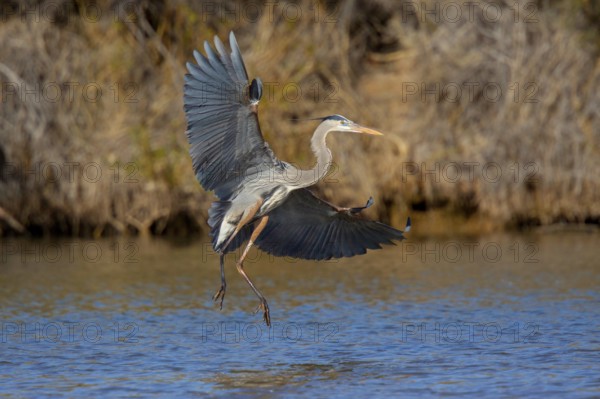 Great Blue Heron Ardea herodias Gilbert Water Ranch, Gilbert, Pinal County, Arizona, United States 15 January Adult landing. Ardeidae