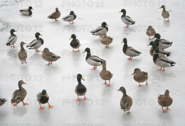 Mallard (Anas platyrhynchos), Ohio, USA