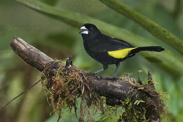 Lemon-rumped Tanager (Ramphocelus icteronotus) male perched on a branch, Ecuador