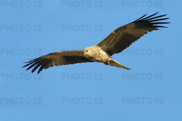Whistling Kite (Haliastur sphenurus) flying, Northern Territory, Australia