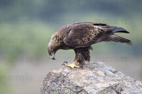 Golden Eagle (Aquila chrysaetos) perched on a rock, Madrid, Spain