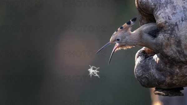 Eurasian Hoopoe (Upupa epops) juvenile spapping for a downy feather, Saxony-Anhalt, Germany