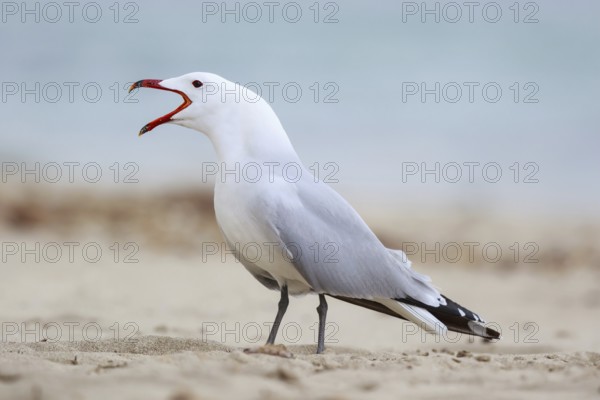 Audouin's Gull (Ichthyaetus audouinii) calling, Mallorca, Spain