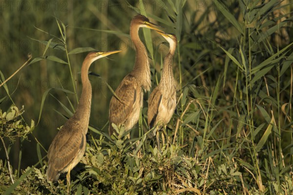 Purple Heron (Ardea purpurea) with juveniles on nest, Baden-Wuerttemberg, Germany