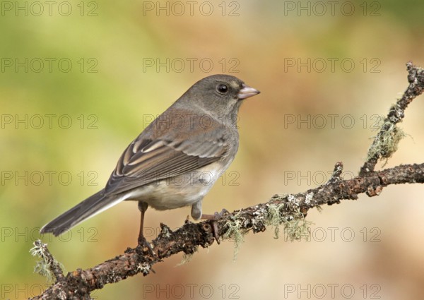 Slate-colored Junco (Junco hyemalis hyemalis), Saskatchewan, Canada