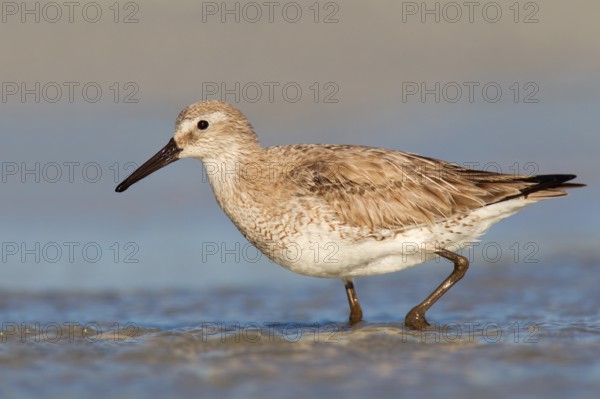 Red Knot (Calidris canutus), Florida, USA