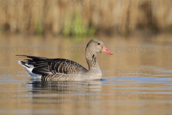 Greylag goose (Anser anser) swimming, North Rhine-Westphalia, Germany