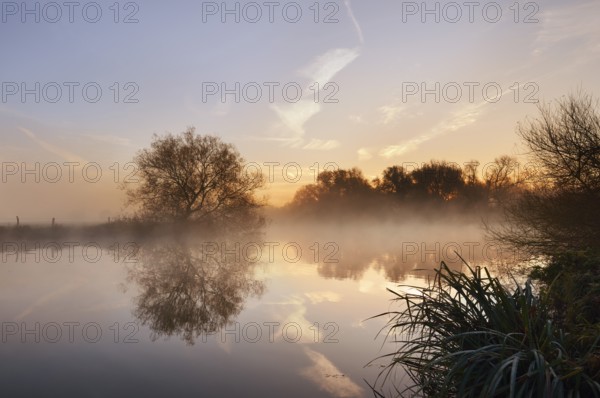 Silver willow (Salix alba) by the river Lippe in the morning mist at sunrise, North Rhine-Westphalia, Germany