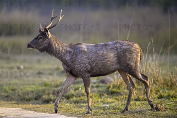 Sambar or horse deer (Cervus unicolor), Corbett National Park, near Ramnagar, Uttarakhand State, India