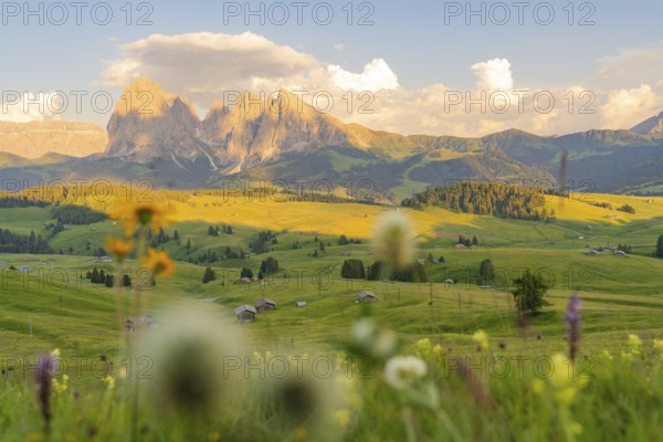 Beautiful mountain landscape at sunset with colourful flower meadow, Alpe di Siusi, Dolomites, South Tyrol, Italy