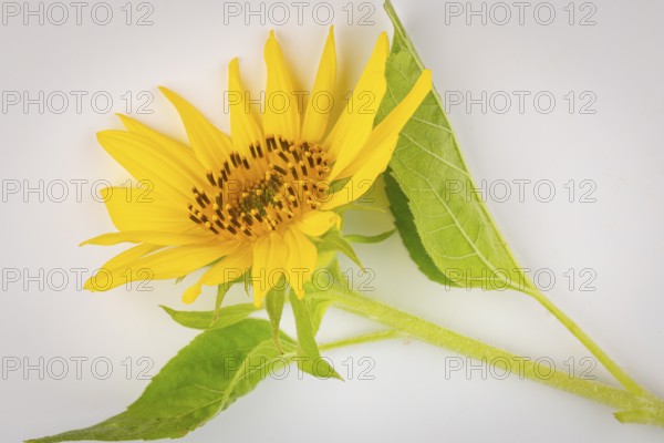 A yellow sunflower (Helianthus annuus) with green leaves on a white background