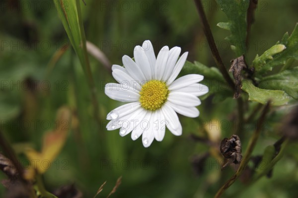 Daisies (Leucanthemum), close-up, flower, raindrops, white, pretty, Germany, The flower of a single daisy with raindrops on the petals