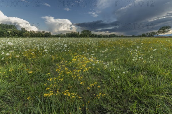 Colourful wildflowers spread across a green meadow on a sunny afternoon. The sky shows contrasting clouds that emphasise the beauty of nature. A tranquil scene that is perfect for relaxing. Bas rhin, Alsace, Grand Est, France