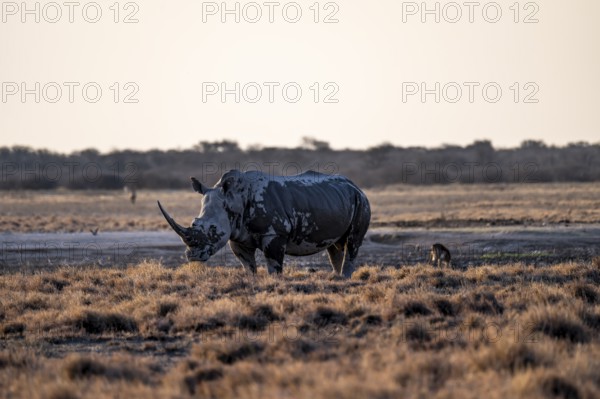 Southern white rhinoceros (Ceratotherium simum simum), Khama Rhino Sanctuary, Serowe, Botswana