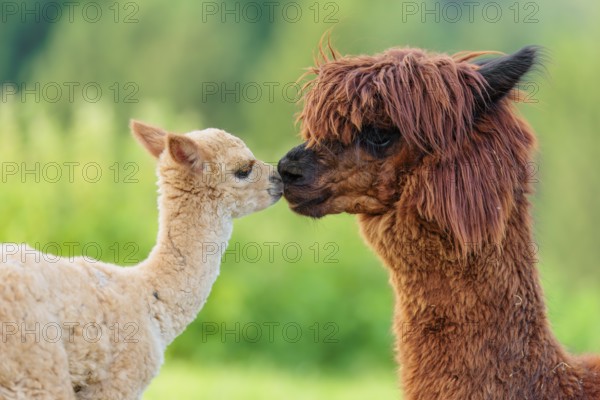 A freshly born white alpaca (Vicugna pacos) stands in front of its brown mother and sniffer on her snout (kisses her)