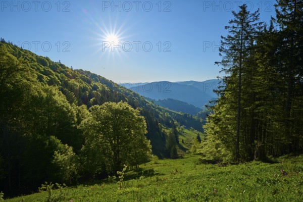 A sunny day in a green mountain landscape, surrounded by tall trees, spring, Schauinsland, Freiburg im Breisgau, Black Forest, Baden-Württemberg, Germany