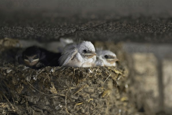 Waiting in the nest... two white barn swallows (Hirundo rustica) with normally coloured siblings in a swallow's nest in an old barn, snow-white birds with a rare genetic defect, leucism, native birds, wildlife, nature, Lower Rhine, North Rhine-Westphalia, Germany, Western Europe
