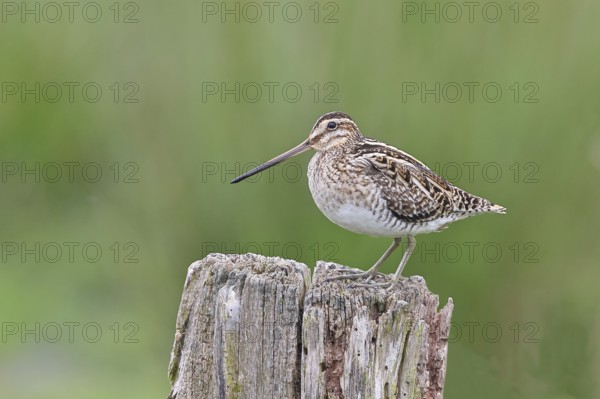 Snipe (Gallinago gallinago), standing on fence post of a pasture, on moorland, snipe birds, wildlife, nature photography, Ochsenmoor, Naturpark Dümmer See, Hüde, Lower Saxony, Germany