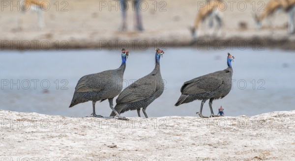Helmeted guinea fowl (Numida meleagris), three animals at the waterhole, Nxai Pan National Park, Botswana