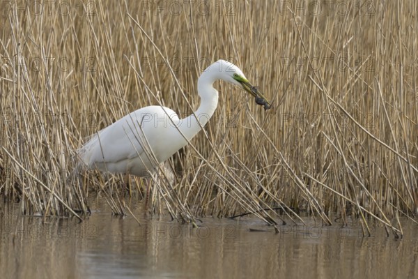 Great white egret (Ardea alba) adult bird in water on the edge of a reedbed with a frog for food in its beak in spring, England, United Kingdom