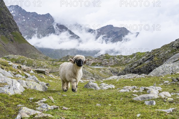 Valais Blacknose sheep (Ovis gmelini aries), high alpine mountain valley, Obere Senner Egete, Stubai Alps, near Ridnaun, South Tyrol, Italy