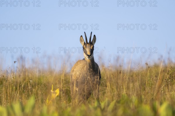 Chamois (Rupicapra rupicapra) on a meadow in the Vosges Mountains, wildlife, France