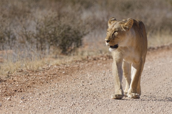 African lion (Panthera leo), lioness, adult female walking on a dirt road, Kgalagadi Transfrontier Park, Northern Cape, South Africa