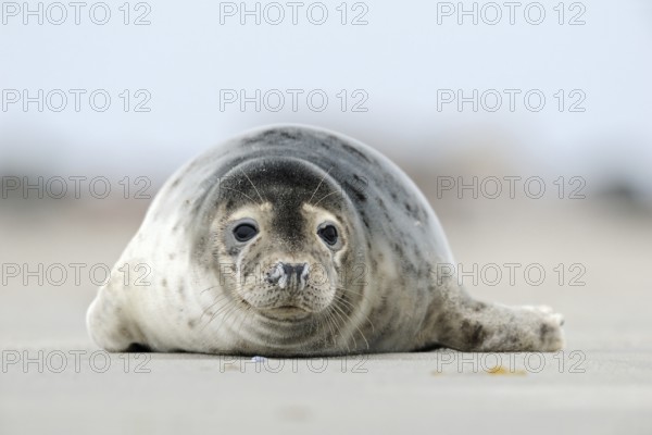 On the beach... Harbour seal (Phoca vitulina) resting in the sand of the North Sea on the Helgoland dune, native species threatened by environmental destruction, wildlife, native nature, animal world, Germany