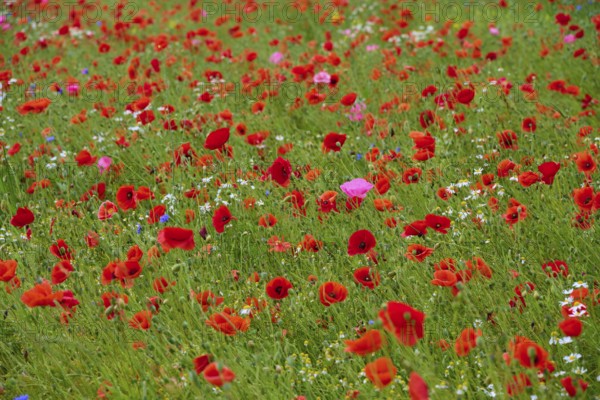 Red poppy (Papaver rhoeas), and other wildflowers, summer, Germerode, Geo nature park Park Frau-Holle-Land, Hoher Meissner, Hesse, Germany