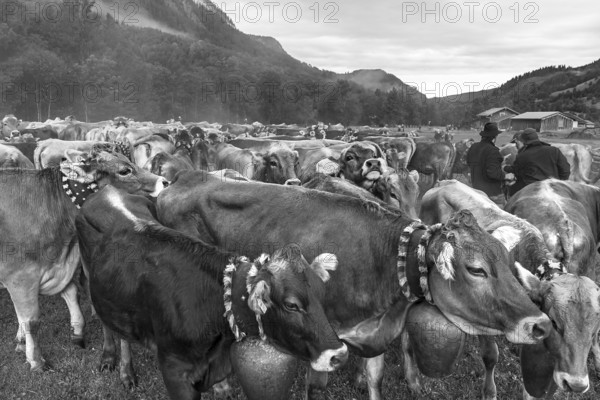 Allgäu cows are collected in the valley for cattle seperation, Hinterstein, Bad Hindelang, Bavaria, Germany