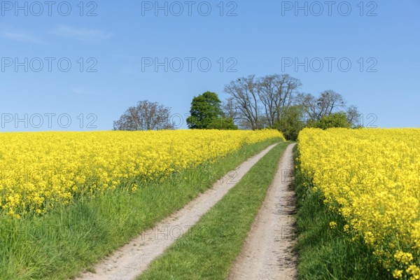 A country lane amidst yellow rapeseed fields, lined with trees and blue sky, near Winnenden, Baden-Württemberg, Germany