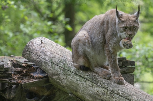 Eurasian lynx (Lynx lynx) licking its paw, wildlife park, Bavaria, Germany