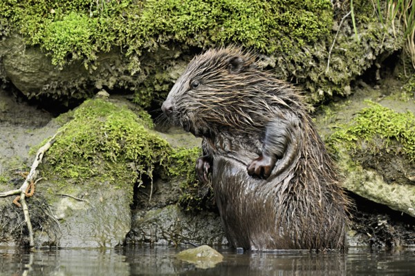 Eurasian beaver, European beaver (Castor fibre), scratching its belly, Switzerland