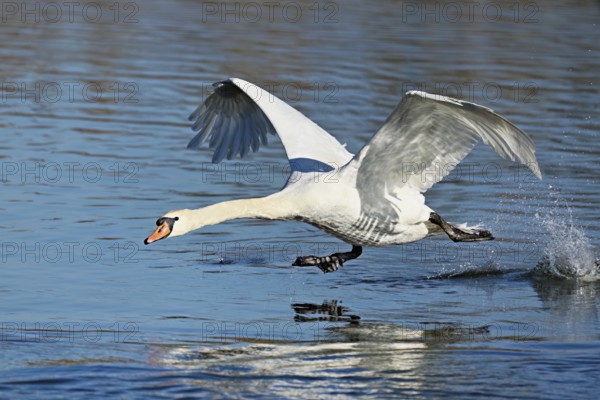 Mute swan (Cygnus olor), on take-off, Flachsee nature reserve, Freiamt, Canton Aargau, Switzerland