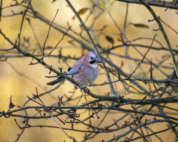 Eurasian jay (Garrulus glandarius), Germany