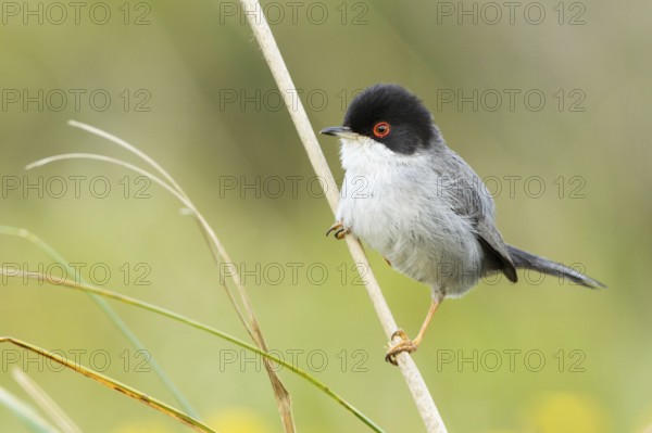 Sardinian Warbler (Sylvia melanocephala) male, Mallorca, Spain
