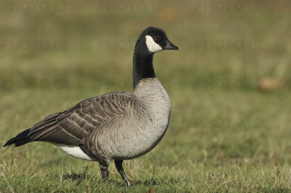 Cackling Goose (Branta hutchinsii), British Columbia, Canada