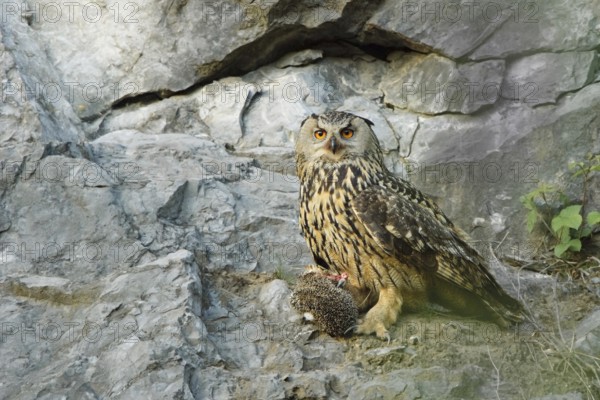 Eurasian Eagle-Owl (Bubo bubo) female, North Rhine-Westphalia, Germany