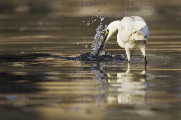 Little Egret (Egretta garzetta), Asturias, Spain