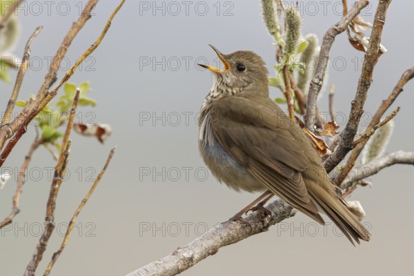 Grey-cheeked Thrush (Catharus minimus) perched on a branch in Nome, Alaska