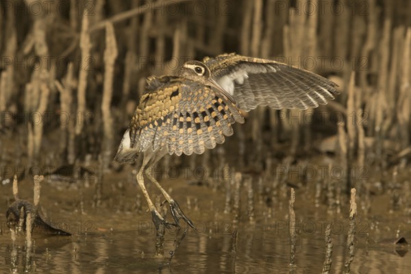Greater Painted-snipe (Rostratula benghalensis), Gambia