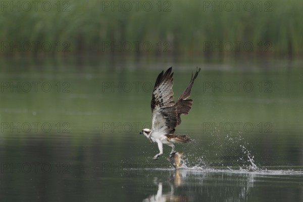 Fischadler; lat. Pandion haliaetus; fliegt mit gefangenem Karpfen dicht über der Gewässeroberfläche