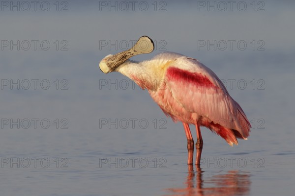 Roseate Spoonbill (Platalea ajaja), Florida, USA