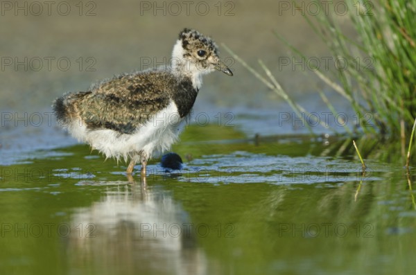 Northern Lapwing (Vanellus vanellus) juvenile, Schleswig-Holstein, Germany
