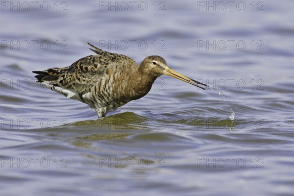 Black-tailed Godwit (Limosa limosa), Iceland